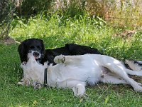 Puppys van Bliss040622-0154